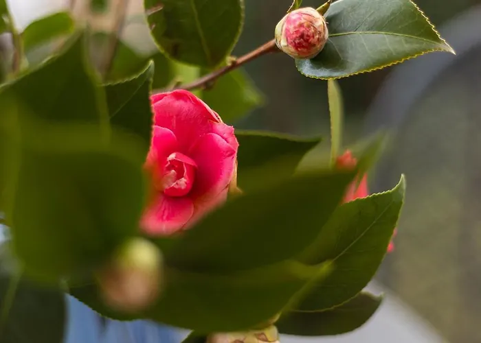 Apartment Casa Camelia - Maggiore, *